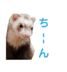 使えるスタンプ♪フェレット♡らて♡1（個別スタンプ：20）