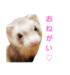 使えるスタンプ♪フェレット♡らて♡1（個別スタンプ：21）