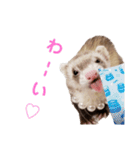 使えるスタンプ♪フェレット♡らて♡1（個別スタンプ：26）