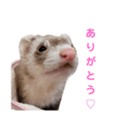使えるスタンプ♪フェレット♡らて♡1（個別スタンプ：30）