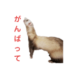 使えるスタンプ♪フェレット♡らて♡1（個別スタンプ：33）
