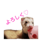 使えるスタンプ♪フェレット♡らて♡1（個別スタンプ：39）