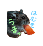 はむきのすたんぷ（個別スタンプ：1）