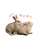 うさぎのおこめさん（個別スタンプ：2）