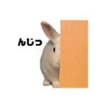 うさぎのおこめさん（個別スタンプ：11）
