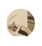 うちのチビにゃん（個別スタンプ：7）