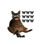 RobinTinaTerry2（個別スタンプ：1）