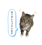 RobinTinaTerry2（個別スタンプ：3）