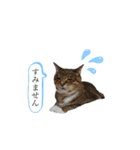 RobinTinaTerry2（個別スタンプ：4）