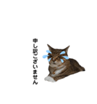 RobinTinaTerry2（個別スタンプ：5）