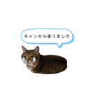 RobinTinaTerry2（個別スタンプ：7）