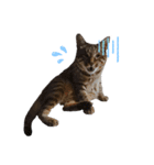 RobinTinaTerry2（個別スタンプ：12）