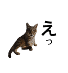 RobinTinaTerry2（個別スタンプ：13）