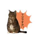 RobinTinaTerry2（個別スタンプ：14）
