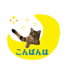 RobinTinaTerry2（個別スタンプ：16）