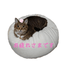 RobinTinaTerry2（個別スタンプ：18）