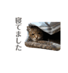 RobinTinaTerry2（個別スタンプ：19）