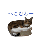 RobinTinaTerry2（個別スタンプ：20）