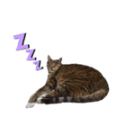 RobinTinaTerry2（個別スタンプ：26）