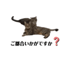 RobinTinaTerry2（個別スタンプ：27）