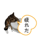 RobinTinaTerry2（個別スタンプ：28）