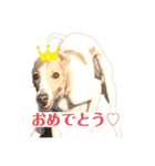 ウィペットのスタンプ♩（個別スタンプ：7）