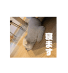 みんなのアイドルりく（個別スタンプ：2）