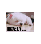 みんなのアイドルりく（個別スタンプ：3）