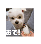みんなのアイドルりく（個別スタンプ：4）