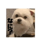 みんなのアイドルりく（個別スタンプ：5）