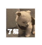 みんなのアイドルりく（個別スタンプ：8）