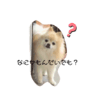 ポメラニアン使いやすいスタンプ（個別スタンプ：1）