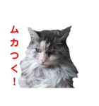 たまにゃスタンプ（個別スタンプ：4）