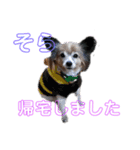 テン＆クウ＆ソラ（個別スタンプ：7）