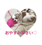 キャバリア♡ショコラ（個別スタンプ：2）