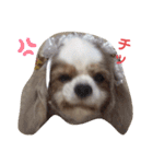 キャバリア♡ショコラ（個別スタンプ：5）
