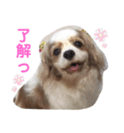キャバリア♡ショコラ（個別スタンプ：7）