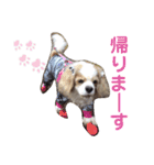 キャバリア♡ショコラ（個別スタンプ：9）