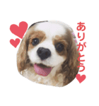 キャバリア♡ショコラ（個別スタンプ：10）