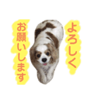 キャバリア♡ショコラ（個別スタンプ：11）