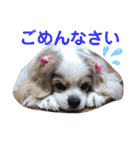 キャバリア♡ショコラ（個別スタンプ：12）