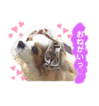 キャバリア♡ショコラ（個別スタンプ：14）