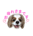 キャバリア♡ショコラ（個別スタンプ：16）