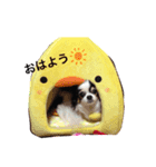 チワワのじゅえりー（個別スタンプ：3）