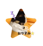 チワワのじゅえりー（個別スタンプ：4）