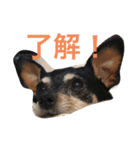るん＆ソル（個別スタンプ：6）