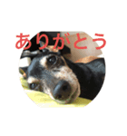 るん＆ソル（個別スタンプ：8）