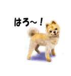 リアルかわいい子犬（日本語バージョン）（個別スタンプ：1）