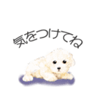 リアルかわいい子犬（日本語バージョン）（個別スタンプ：12）