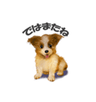 リアルかわいい子犬（日本語バージョン）（個別スタンプ：24）